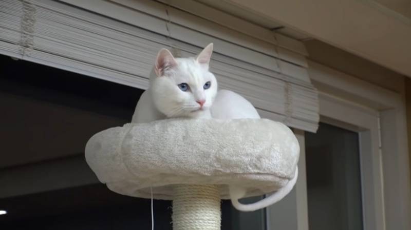 Benefits of CBD Oil for Cats with Arthritis