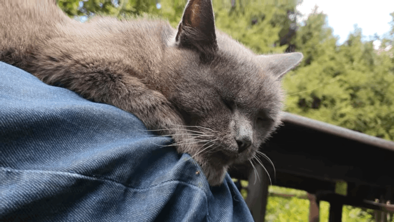 Best CBD for Elderly Cats