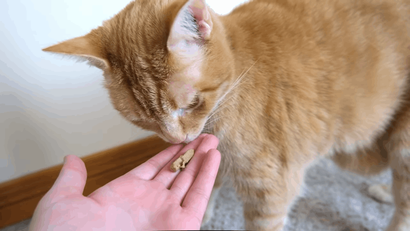 CBD Cat Treats for Arthritis