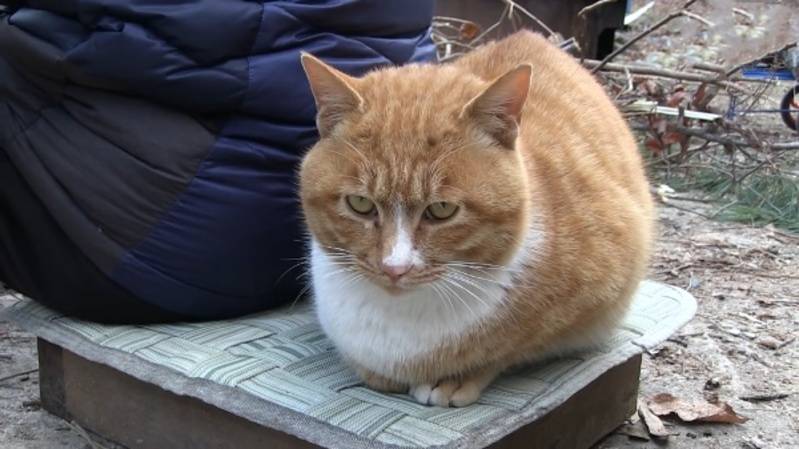 CBD Oil for Cats With Arthritis The Positive Effects