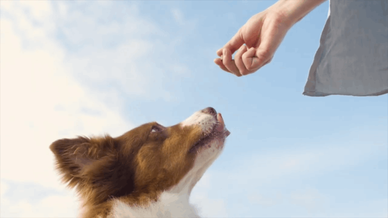 CBD For Dogs Near Me