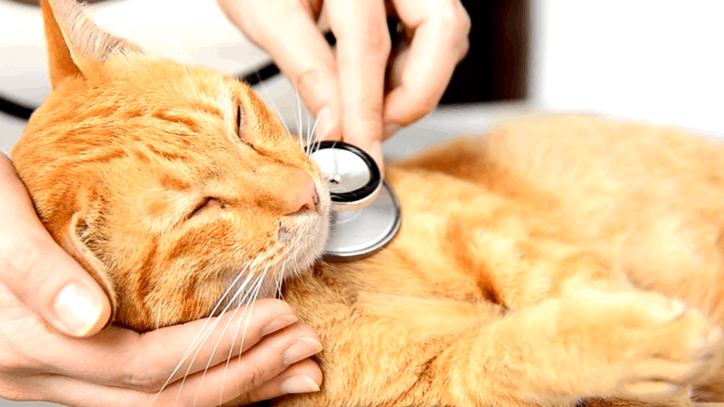 CBD Oil for Dying Cat