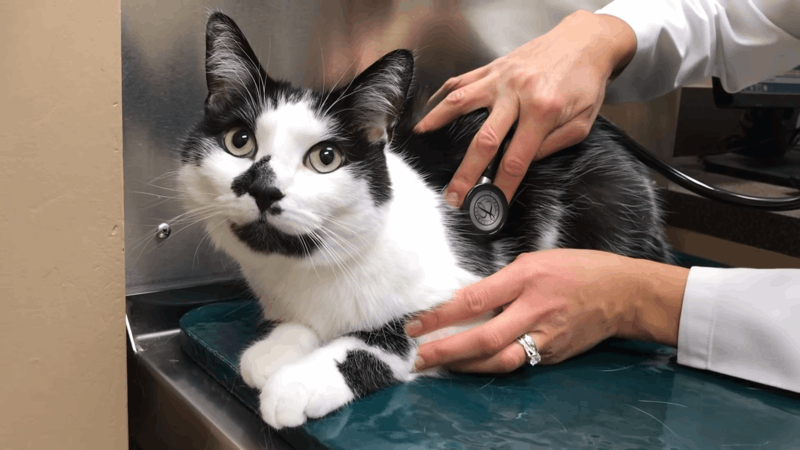 CBD for Cats with Cancer