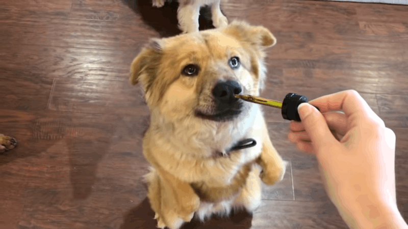 dogs and CBD oil