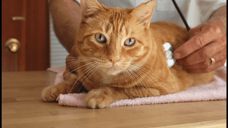 Calm a Cat with Anxiety 