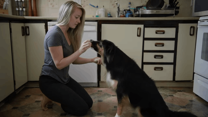 can you give THC for dog