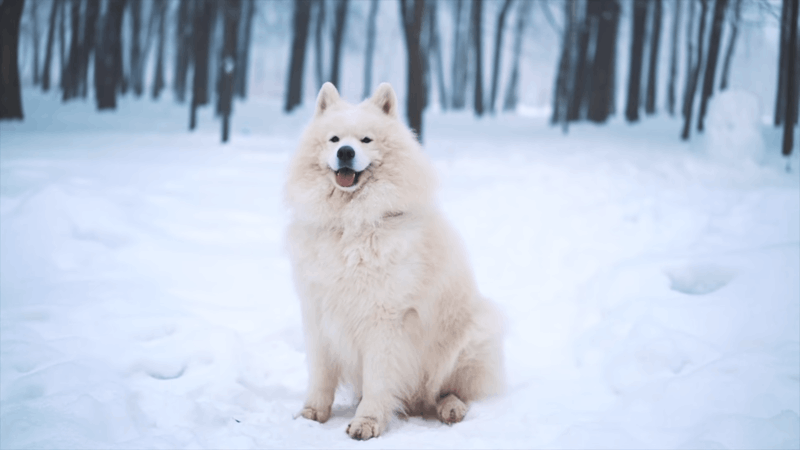 CBD oil for anxiety in Dogs