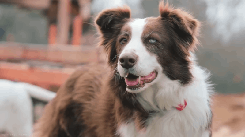 Can dogs have human CBD