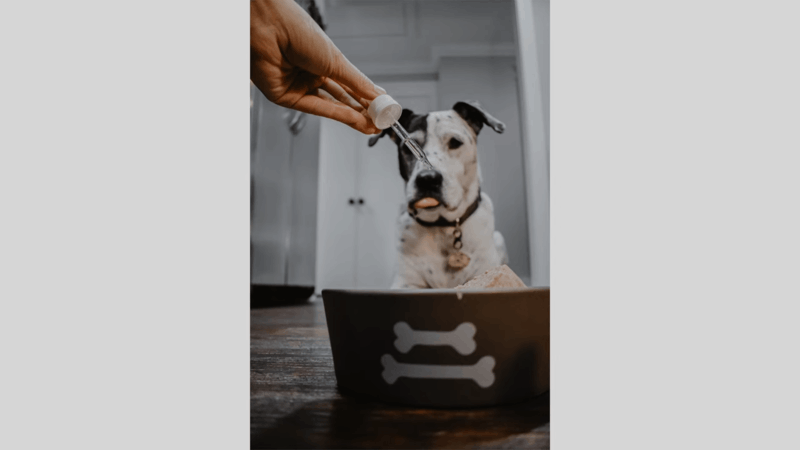 CBD oil to dog