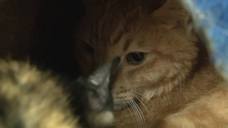 How CBD Oil Works for Cats with Arthritis