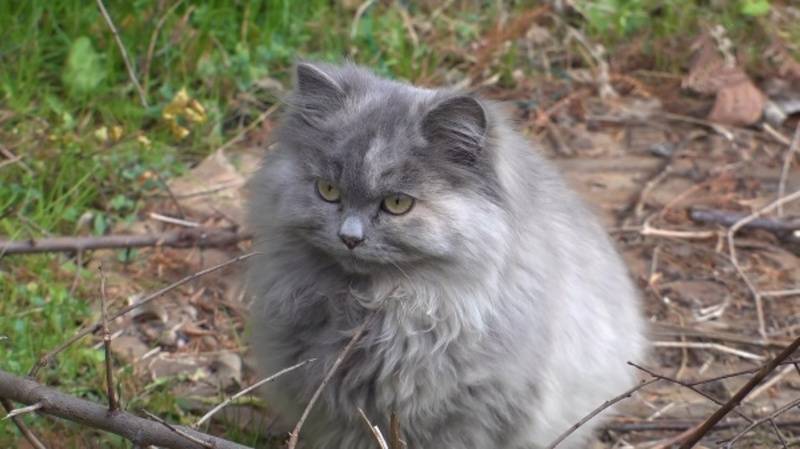 How Much CBD to Relax Recommended Dosage for Your Cats