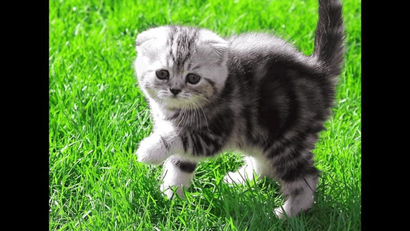 How to Treat Cat Anxiety (2)