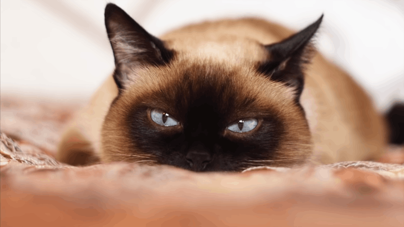 how-to-treat-cat-anxiety-signs-and-effective-methods