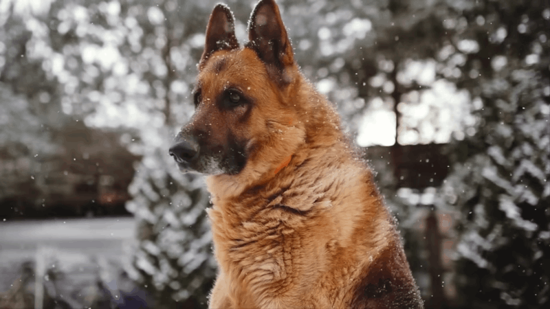 Does CBD Have THC In It