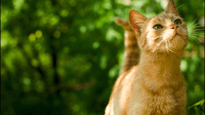 Is CBD Good for Cats Understanding the Benefits