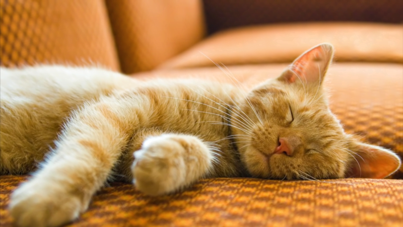 Is weed good for cats