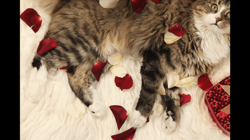 natural-pain-relief-for-cats-safe-and-reliable-remedies