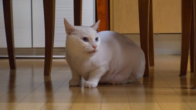 Precautions of CBD Oil for Cats with Arthritis