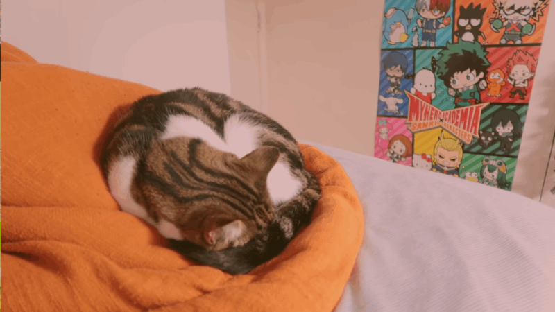 Proper Dosage and Application of CBD Oil for Cats with Arthritis