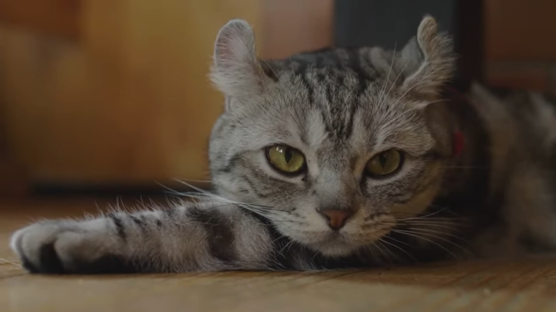 THC for Cats Anxiety