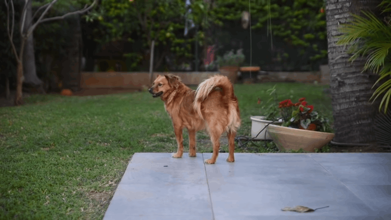 Can I give my dog CBD