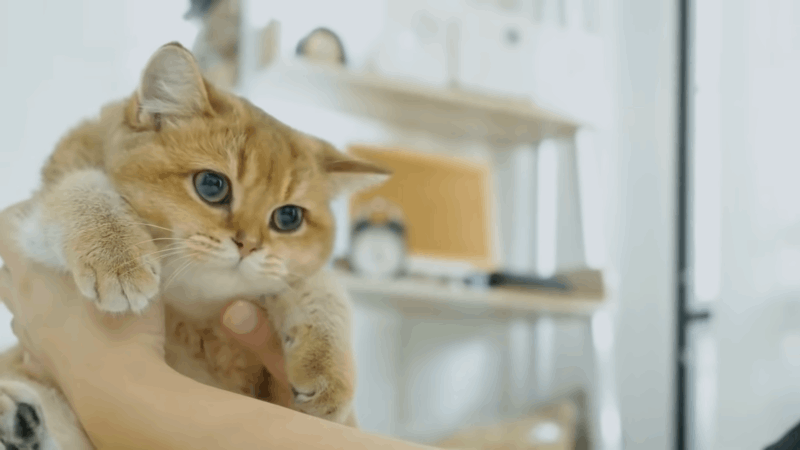 What Can I Give My Cat for Travel Anxiety