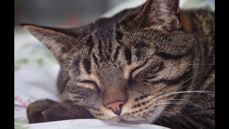 What Does Weed Do to Cats