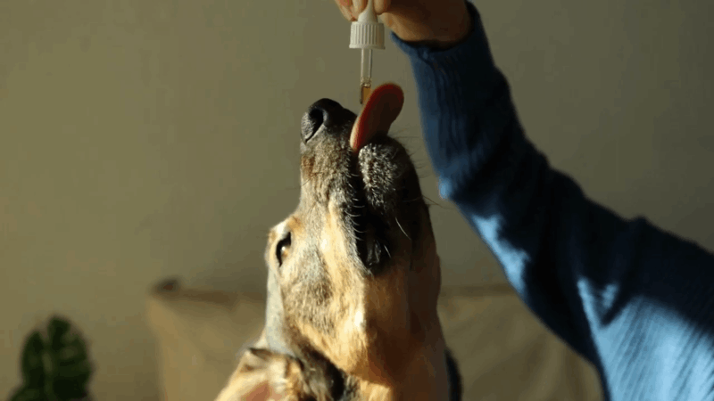 CBD oil for dog
