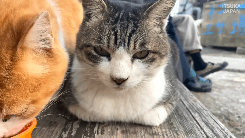 What to Give Cats for Anxiety