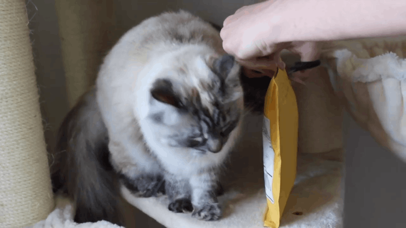 Where to Buy CBD Cat Treats