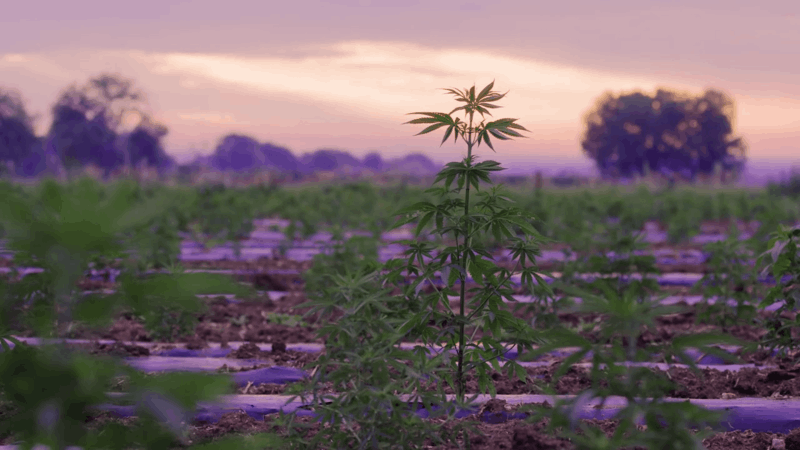 hemp plant