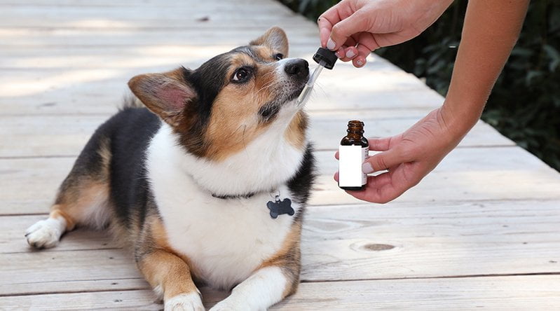 Is CBD good for dog