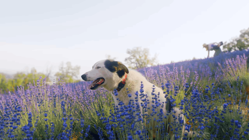 Can CBD Make My Dogs More Anxious