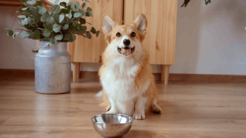 can-cbd-cause-diarrhea-in-dogs-and-beneficial-tips