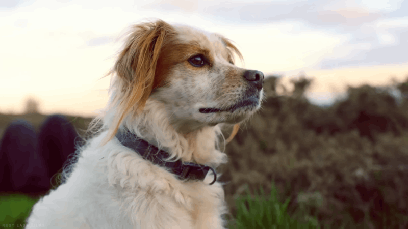 where to buy CBD for dogs