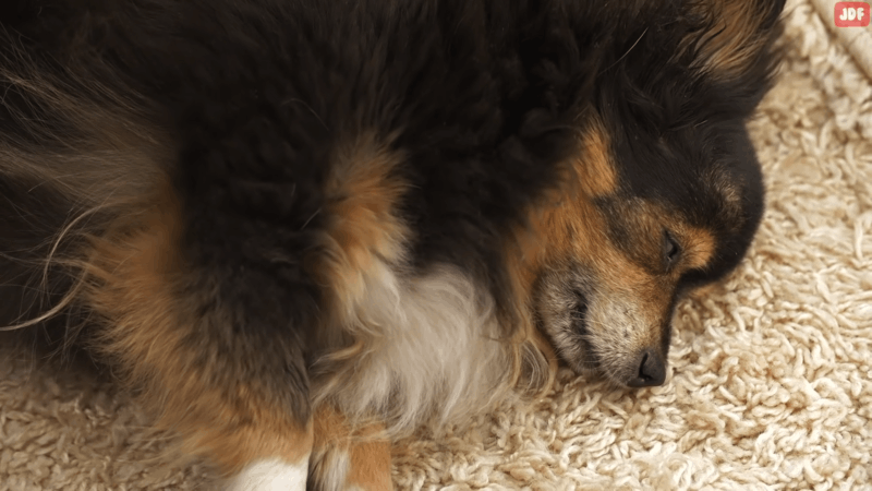 dog and cancer symptoms