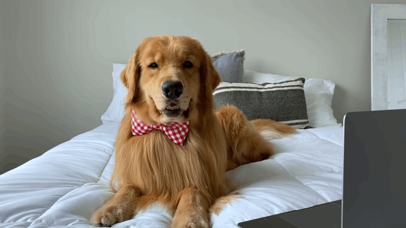 CBD For Dogs With Cancer