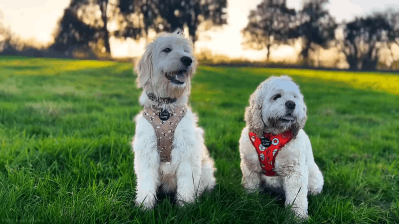 Can Dogs Have CBD Oil