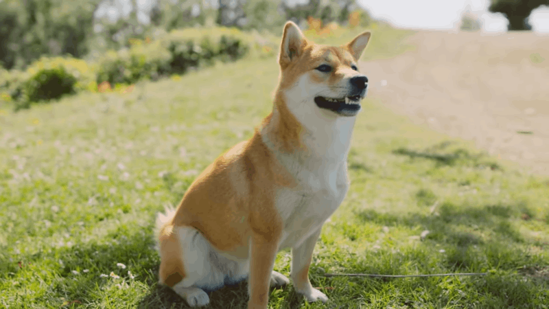 CBD oil dosage for dogs