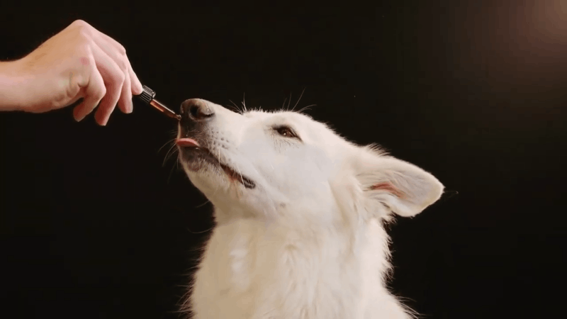 Giving CBD for dog