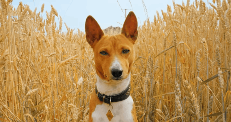 CBD gummies for anxiety