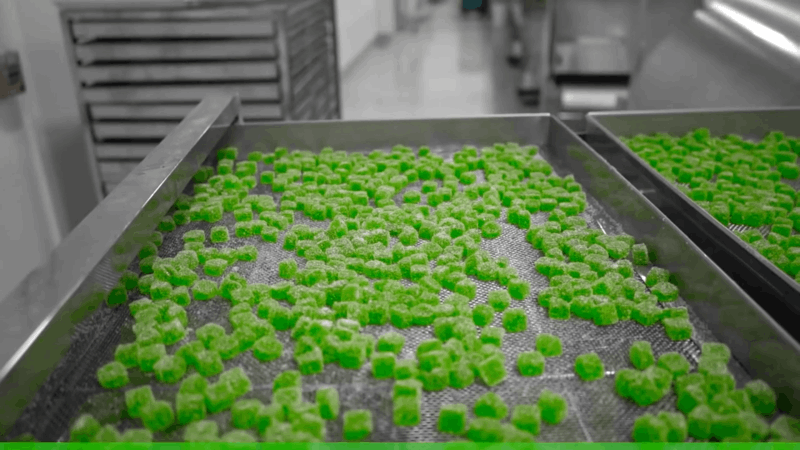 CBD gummies for pet and humans