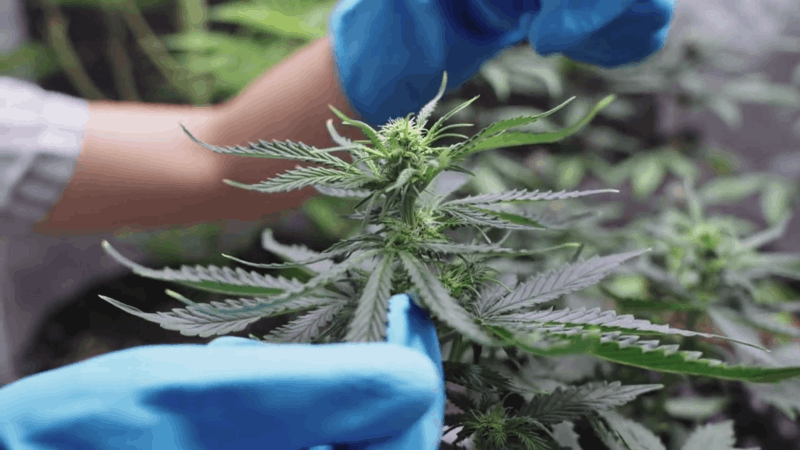 giving CBD for dogs with allergies