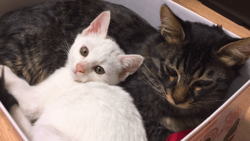 CBD Gummies for Sleep