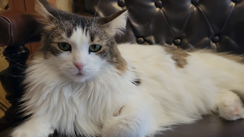 CBD Oil for Cats Aggression Amazing Benefits and Tips