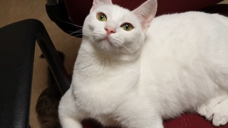 CBD Tincture for Cats