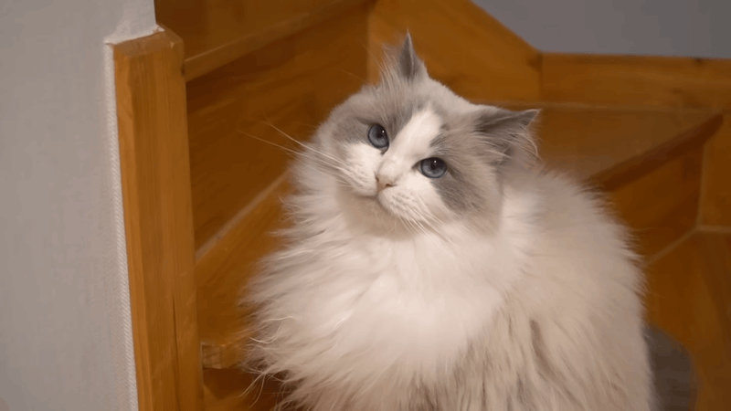 CBD for Sleep in Cats