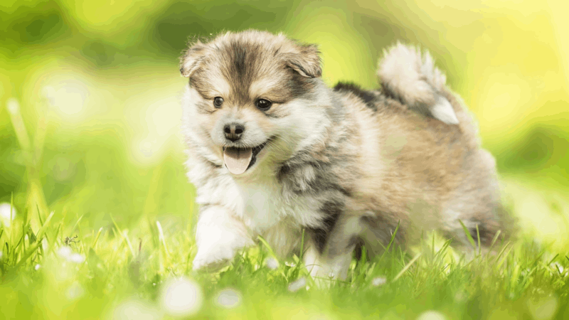 CBD And Heart Health In Dogs