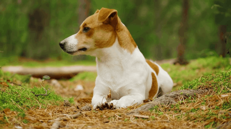 CBD Dog Treats For Anxiety