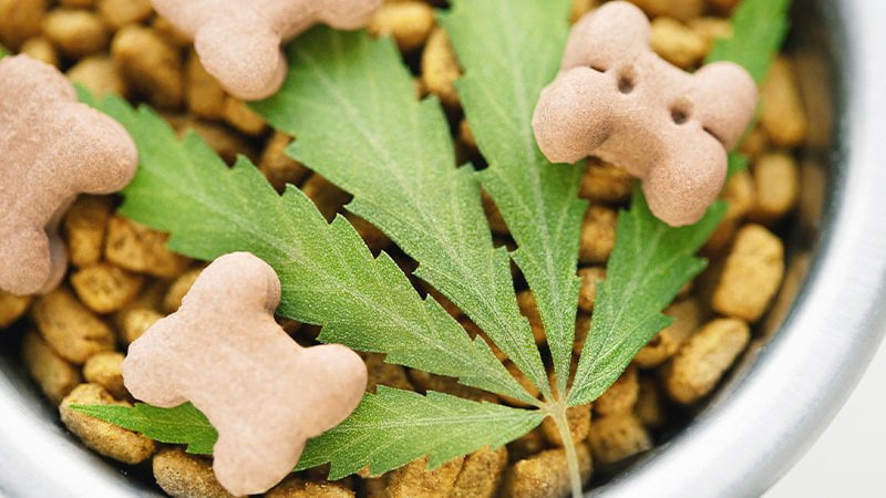CBD treats for pain in dogs